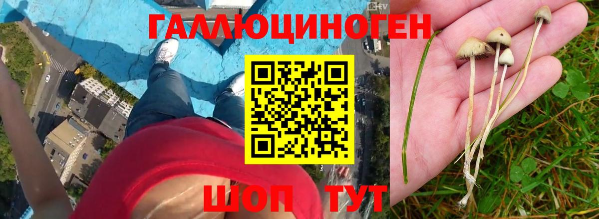 Галлюциногенные грибы Cubensis  как найти закладки  Новочеркасск  Вход с VPN 